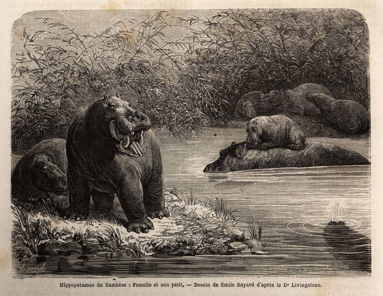 Zambesi-Flusspferd: Weibchen und ihr Junges erfrischen sich im Fluss. Gravur zur Illustration von Dr. Livingstones ersten Reisen nach Südafrika von 1840 bis 1856, in „Le tour du monde, nouveau journal des voyages“ veröffentlicht unter der Leitung von Edoua von Unknown artist