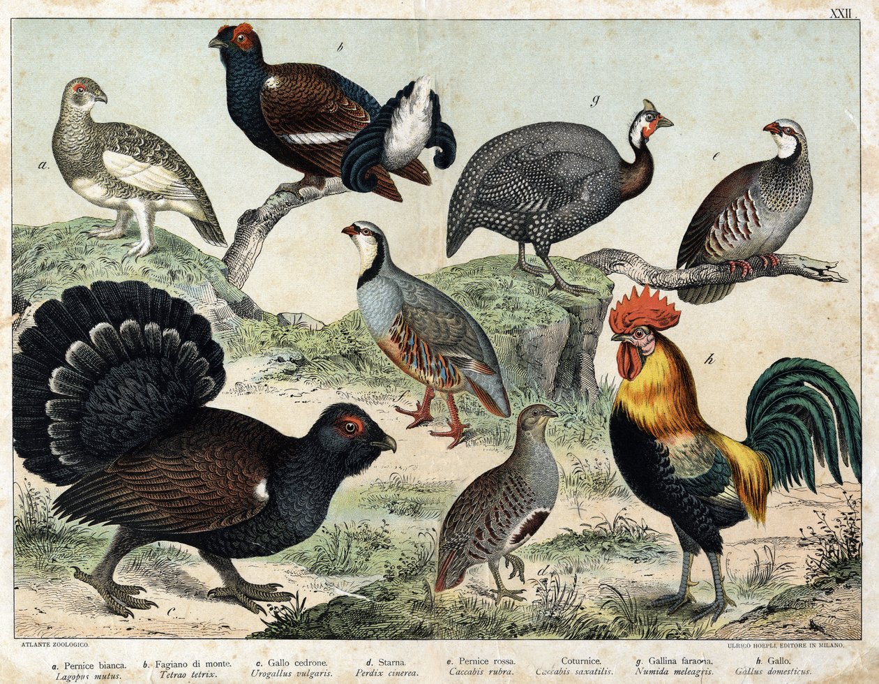 a: Alpenschneehuhn (Lagopus mutus), b: Birkhuhn (Tetrao tetrix), c: Auerhuhn (Urogallus vulgaris), d: Aschgraue Rebhuhn (Partrix cinerea), e: Rothuhn (Caccabis rubra), f: Bartavelle (Caccabis saxatis), g: Perlhuhn (Numida meleagris), h: Hahn von Unknown artist