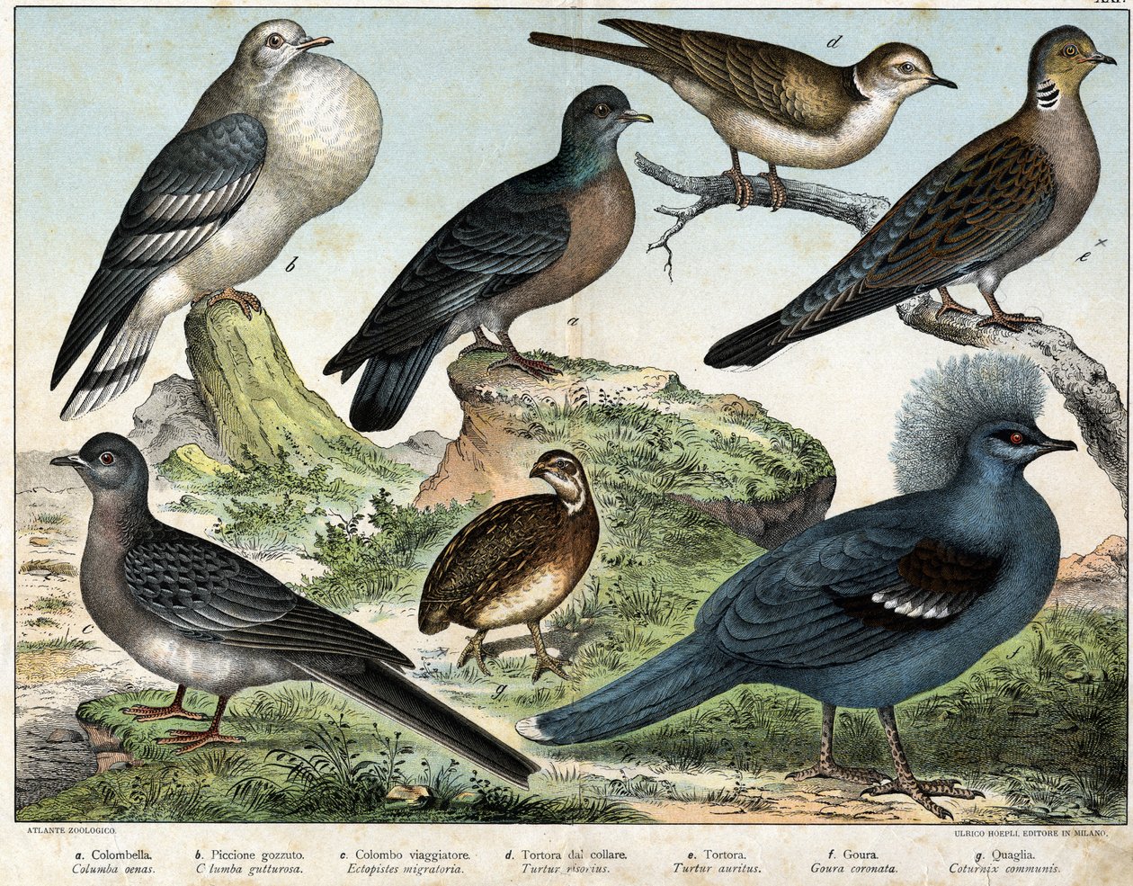 a: Hohltaube (Columba oenas), b: Mongolentaube (Columba gutturosa), c: Wandertaube (Etopistes migratoria), d: Türkentaube (Turtur risorius), e: Waldtaube (Turtur auritus), f: Krontaube (Goura coronata), g: Wachtel (Coturnix communis) - in „“ von Unknown artist