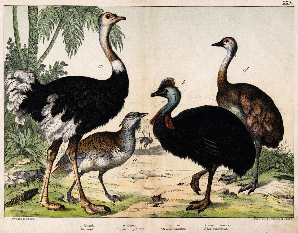 a: Großtrappe (Otis tarda), b: Kasuar (Casuarius galeatus), c: Afrikanischer Strauß (Struthio camelus), d: Nandu (Rhea Americana) - In „Natural History of Oideals“, ed. Hoepli, Mailand von Unknown artist