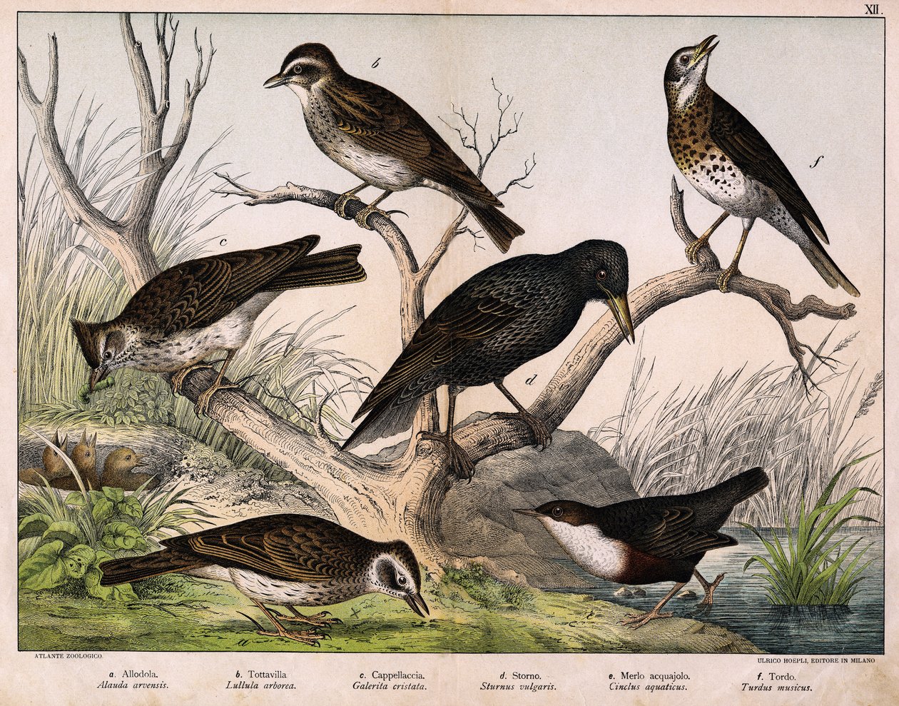 a: Feldlerche (Alauda arvensis), b: Heidelerche (Lullula arborea), c: Haubenlerche (Galerita cristata), d: Star (Sturnus vulgaris), e: Wasseramsel (Cinclus aquaticus), f: Singdrossel (Turdus philomelos) in „Naturgeschichte der Vögel“, Hrsg. Hoepli, Mailand von Unknown artist