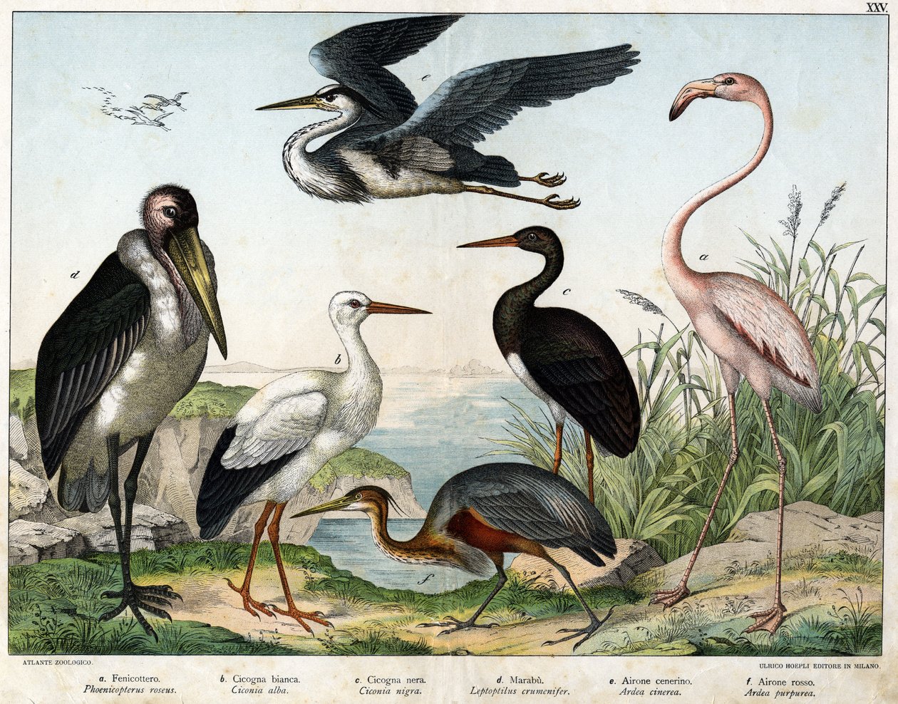 a: Flamingo (Phoenicopterus roseus), b: Weißstorch (Ciconia alba), c: Schwarzstorch (Ciconia nigra), d: Marabu (Leptoptilus crumenifer), e: Graureiher (Ardea cinerea), f: Purpurreiher (Ardea purpurea) - in „Naturgeschichte der Vögel“, ed. von Unknown artist