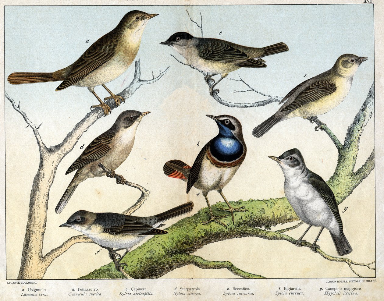 a: Nachtigall (Luscinia vera), b: Blaukehlchen (Cyanecula suecica), c: Mönchsgrasmücke (Sylvia atricapilla), d: Dorngrasmücke (Sylvia ciciera), e: Gartengrasmücke (Sylvia salicaria), f: Sperbergrasmücke (Sylvia curruca), g: Gelbspötter (Hypolais icterina)  von Unknown artist
