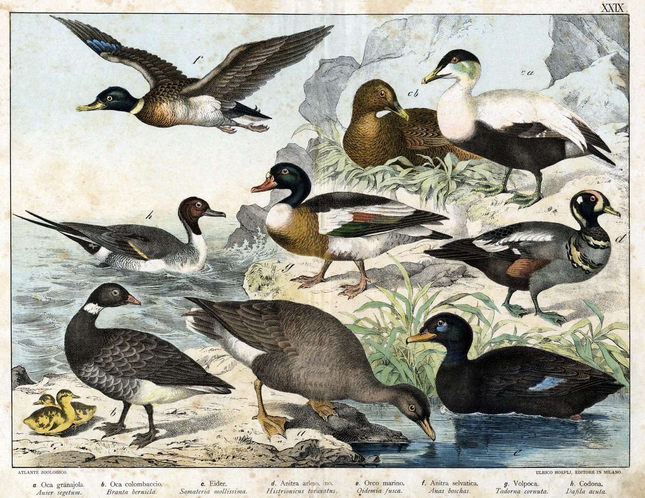 a: Saatgans (Asner segetum), b: Ringelgans (Branta bernicla), c: Eiderente (Somateria mollissima), d: Harlekinente (Histrionicus torquatus), e: Trauerente (Oidemia fusca), f: Stockente (Anas boschas), g: Belons Tadorne (Adorna cornuta), h: Spießente (Dafil von Unknown artist