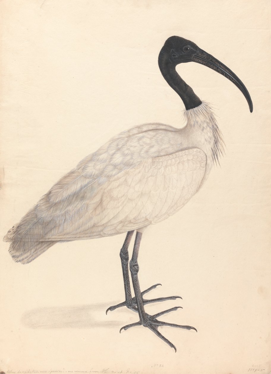 Ein schwarz-weißer indischer Vogel (einer von einem Paar) von Unknown artist