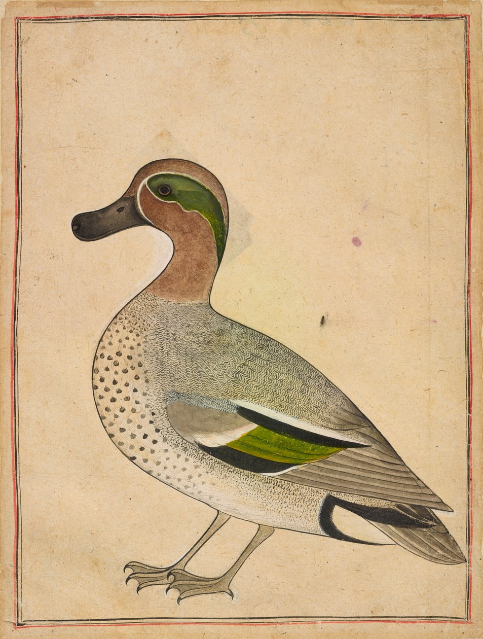 Eine Krickente von Unknown artist