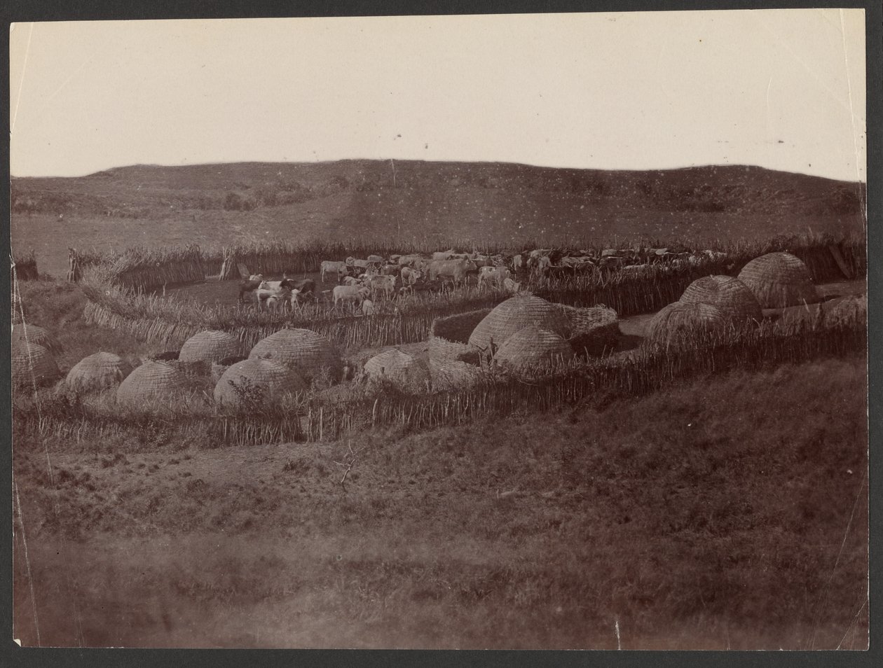 Ein Kraal, Zulu-Land von Unknown artist