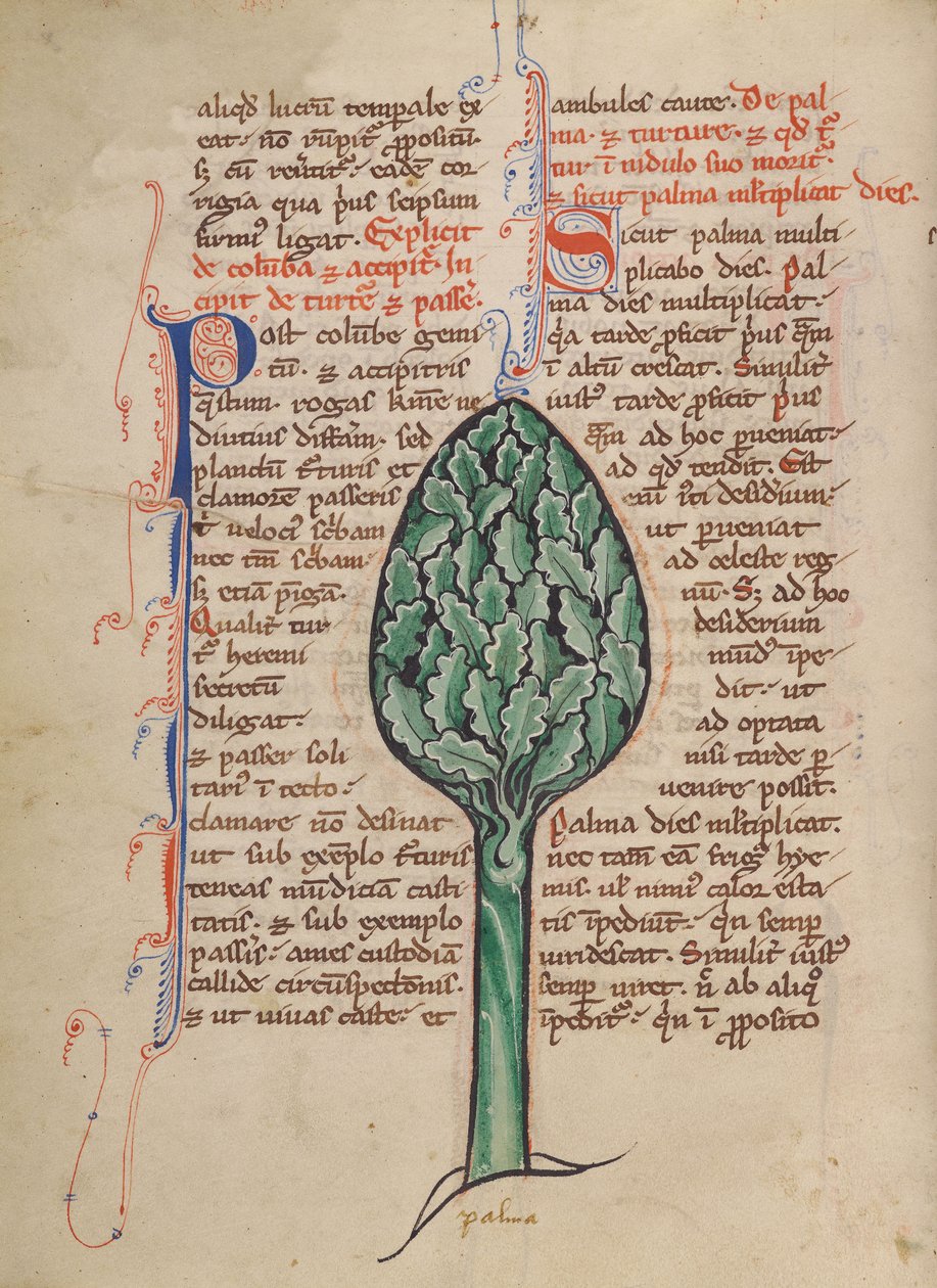 Eine Palme von Unknown artist
