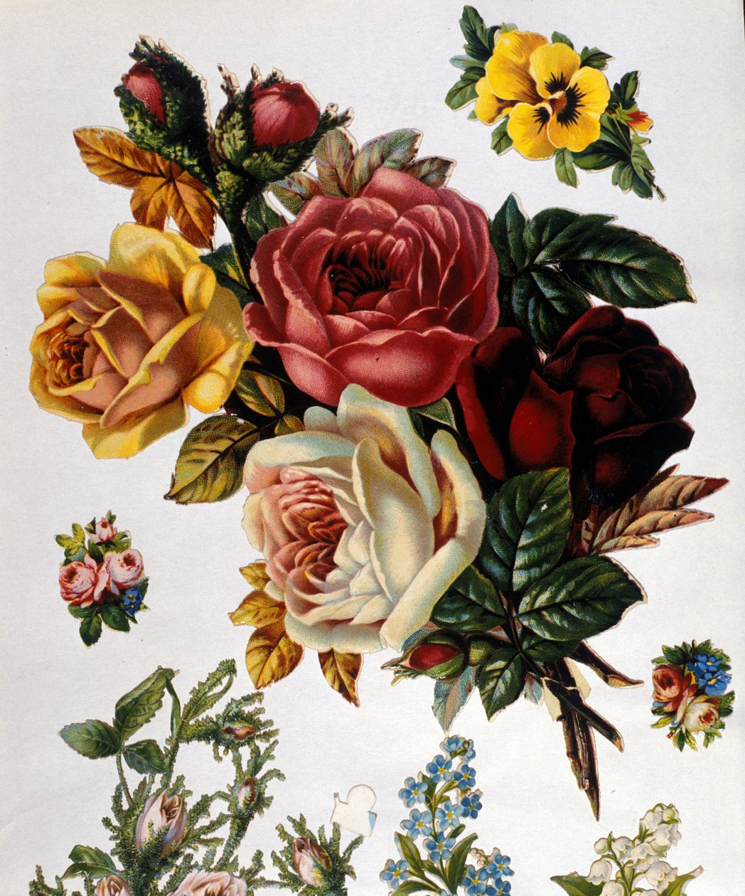 Ein Strauß Rosen. Chromolithographie aus dem 19. Jahrhundert von Unknown artist