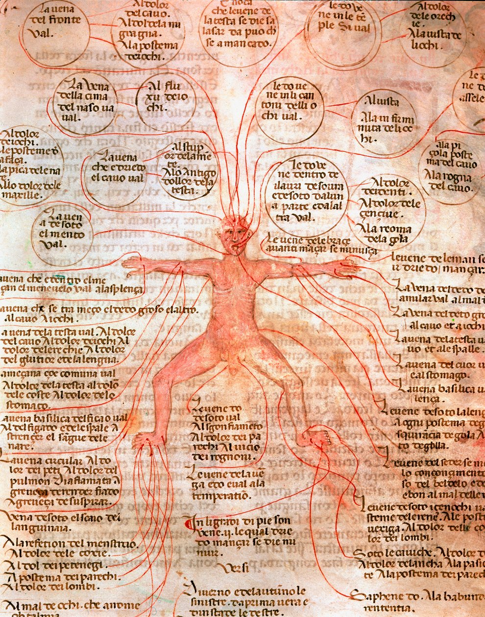 Anatomische Tafel zur Darstellung des Blutkreislaufs Miniatur aus dem Manuskript „De surgia“ 13. Jahrhundert Venedig, Biblioteca Marciana von Unknown artist
