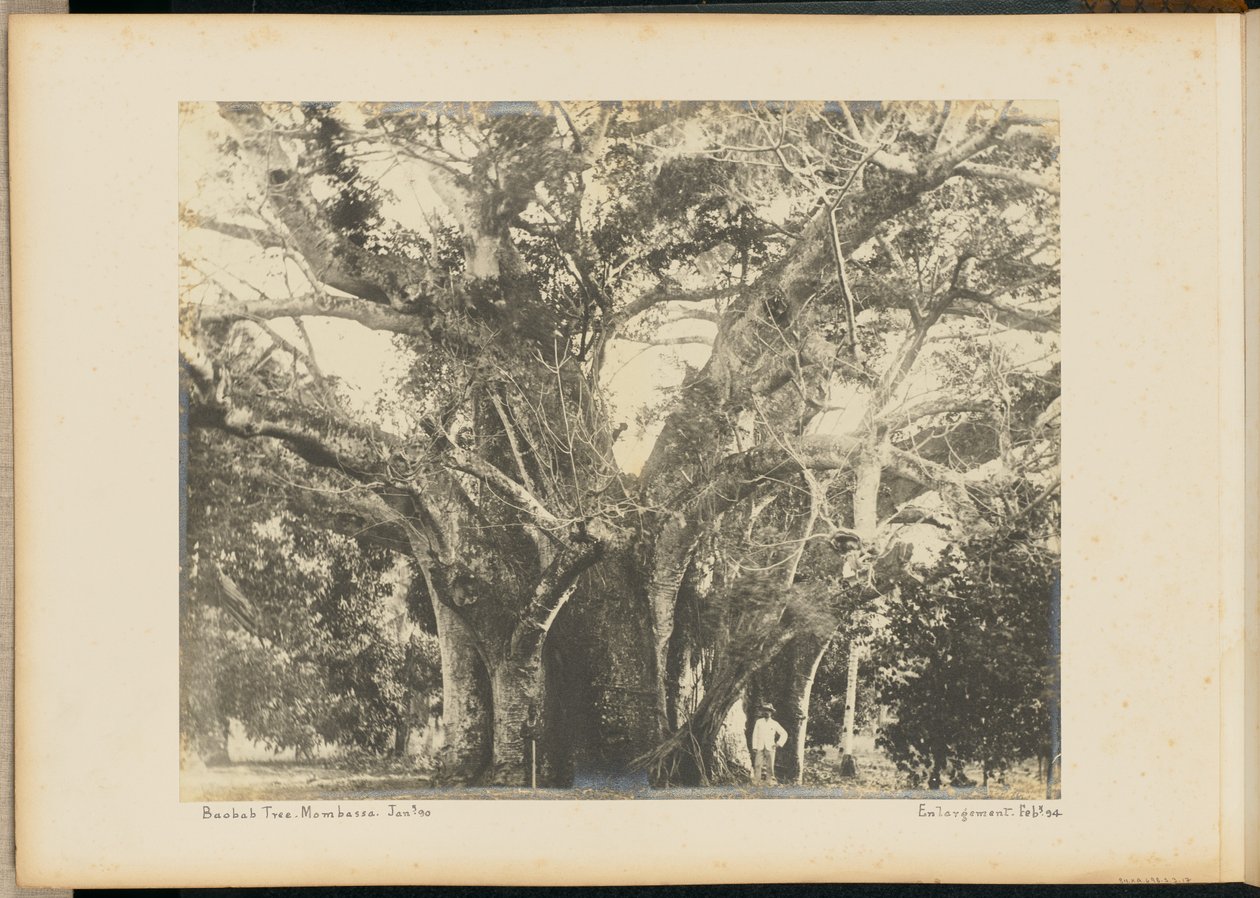 Baobab-Baum. Mombassa von Unknown artist