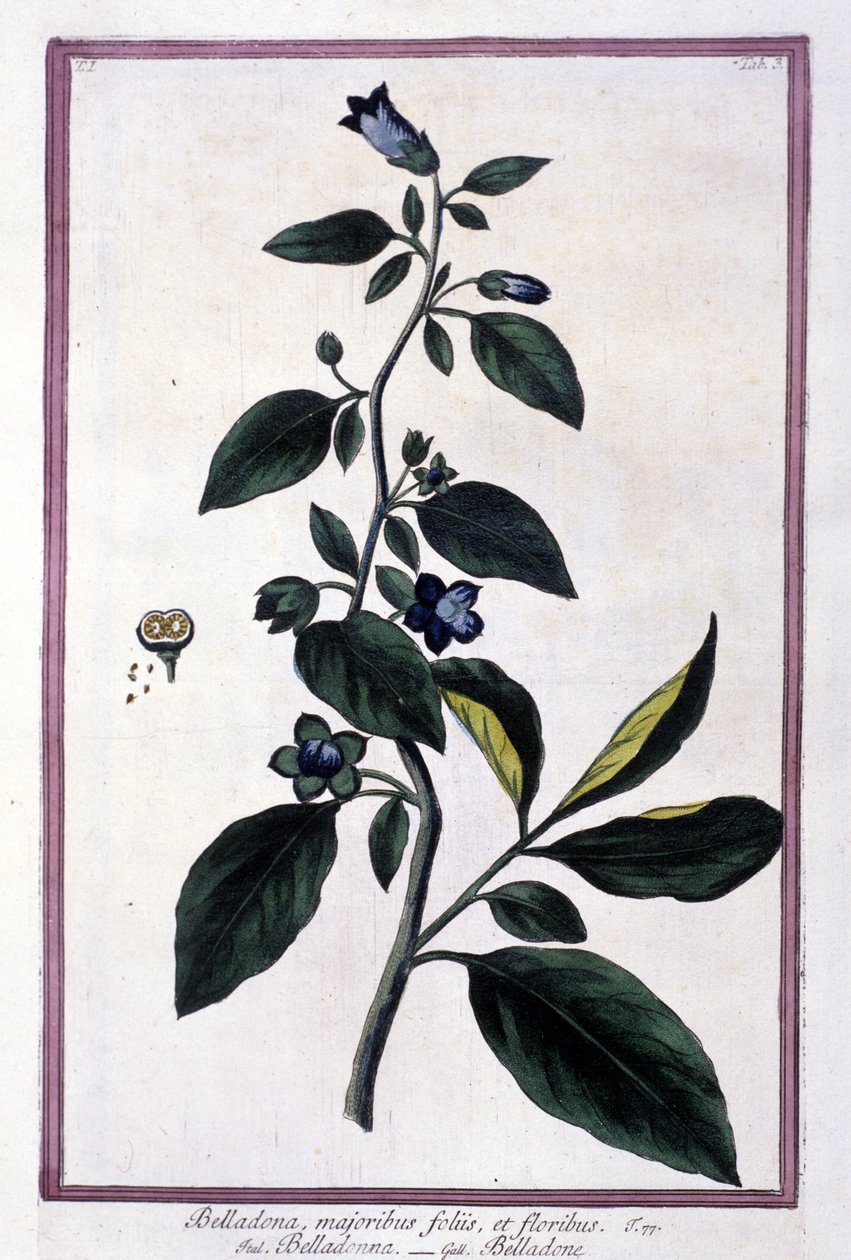 Belladonna, Blumen und Beeren. Giftige Pflanze, die in der Medizin verwendet wird. Gravur nach einem Herbarium aus dem 19. Jahrhundert. von Unknown artist