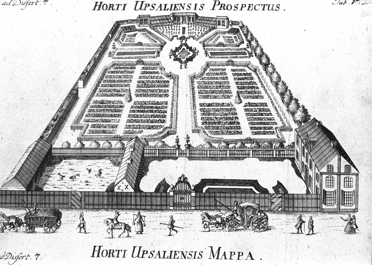 Botanischer Garten - HORTI UPSALIENSIS Prospekt und Plan von Unknown artist