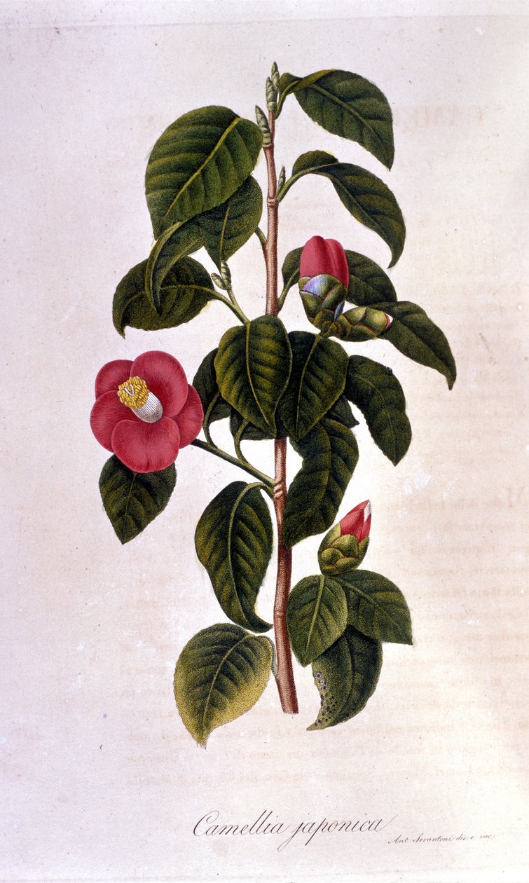Botanische Tafel: Kamelie aus Japan. 19. Jahrhundert (Gravur) von Unknown artist