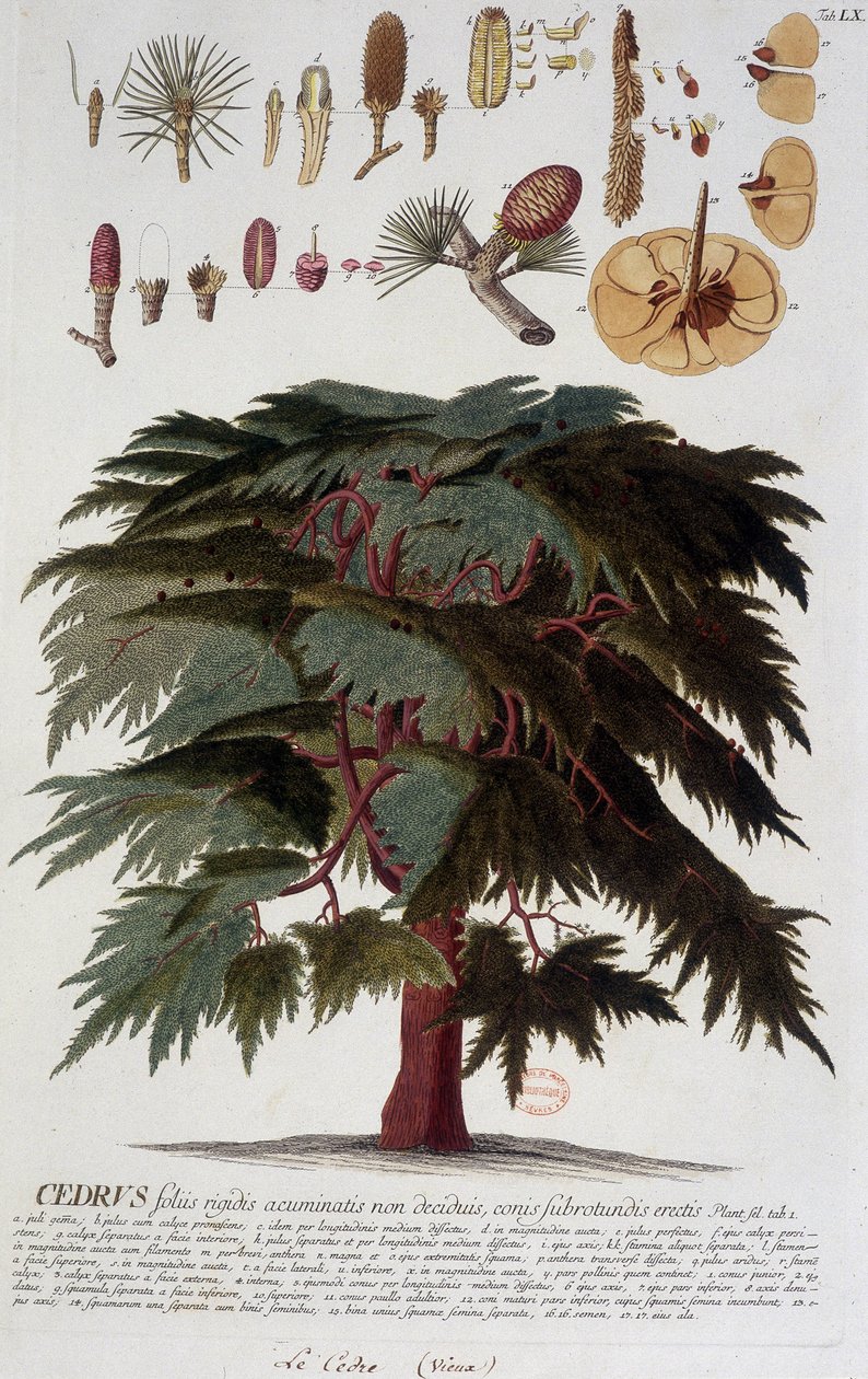 Botanische Tafel: Zeder. n.d. 19. Jahrhundert von Unknown artist