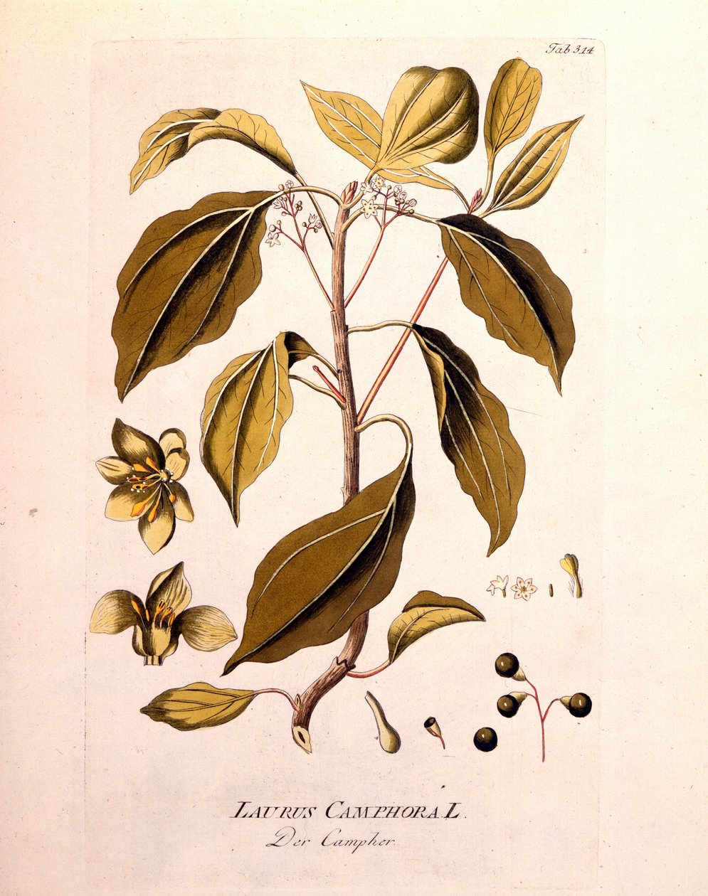 Botanische Tafel: Kampfer (Laurus Camphora). Gravur in „da Icons Plantarum medicinalium“ von Joseph Jacob von Plenck, österreichischer Arzt und Botaniker (1738-1807), Wien 1791. von Unknown artist
