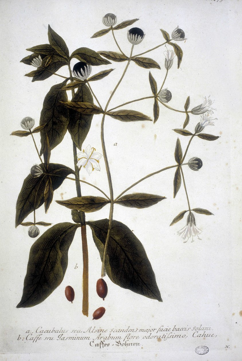 Kaffeepflanze in einem Herbarium des 19. Jahrhunderts von Unknown artist