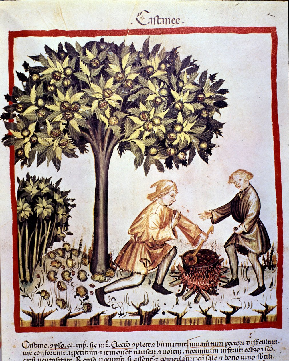 Sammlung und Vorbereitung von Kastanien im Herbst. Illumination aus dem „Tacuinum sanitatis“ von Unknown artist