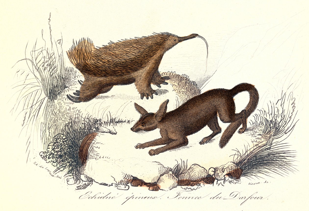 "Gesammelte Werke von Buffon": Die Haustiere: Der stachelige Ameisenigel und der Fennek von Derfour (Gravur) von Unknown artist