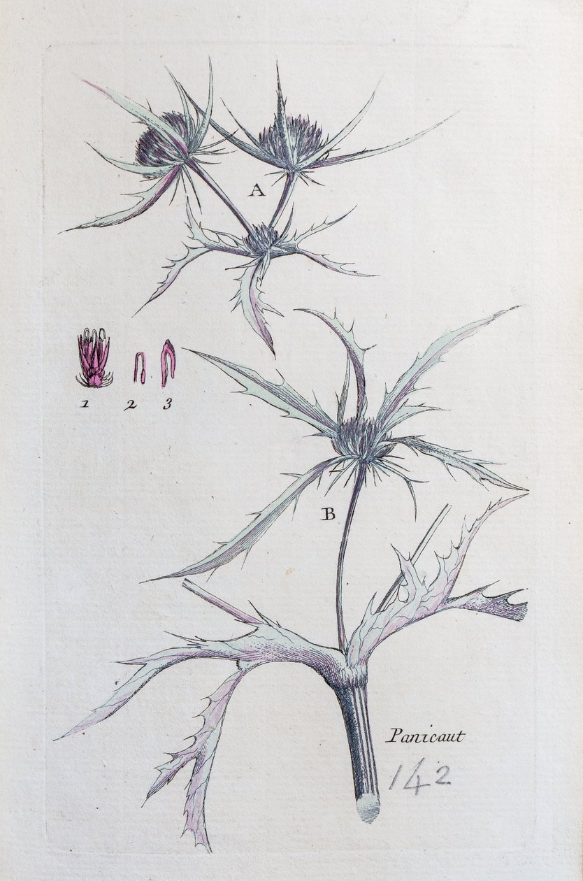 Landpanicaut von Unknown artist