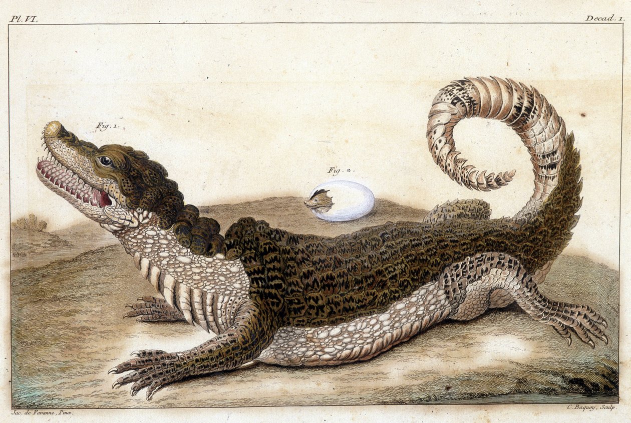 Krokodil von Surinam (Kaiman) - in „Was bei Tieren und Mineralien am interessantesten und kuriosesten ist, um als Intelligenz für die allgemeine Geschichte der drei Reiche der Natur zu dienen“ von Buchoz, spätes 18. Jh. von Unknown artist