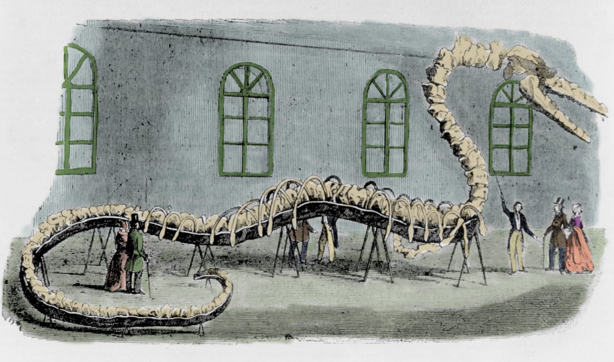 Dr. Albert C. Kochs gefälschte Seeschlange. Das Skelett wurde aus Knochen verschiedener Tiere zusammengesetzt. Die Schlange wurde „Hydrarcus Silimanni“ genannt. Sie wurde 1845 mit großem Erfolg in New York ausgestellt. Als der Betrug entdeckt wurde, floh K von Unknown artist