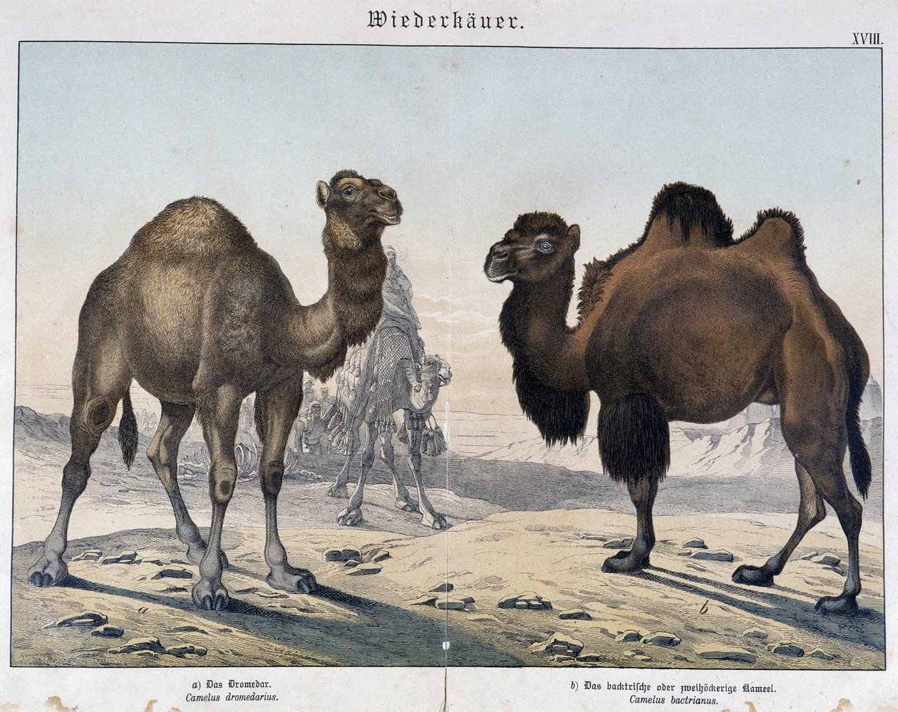 Dromedar und Kamel - in Natural histories of mammals, ed. Schreiber, München von Unknown artist