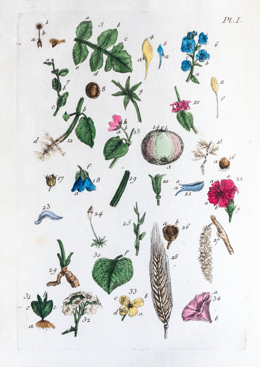 Elementartabelle der Figuren und ihrer Namen in Flora Parisiensis von Unknown artist