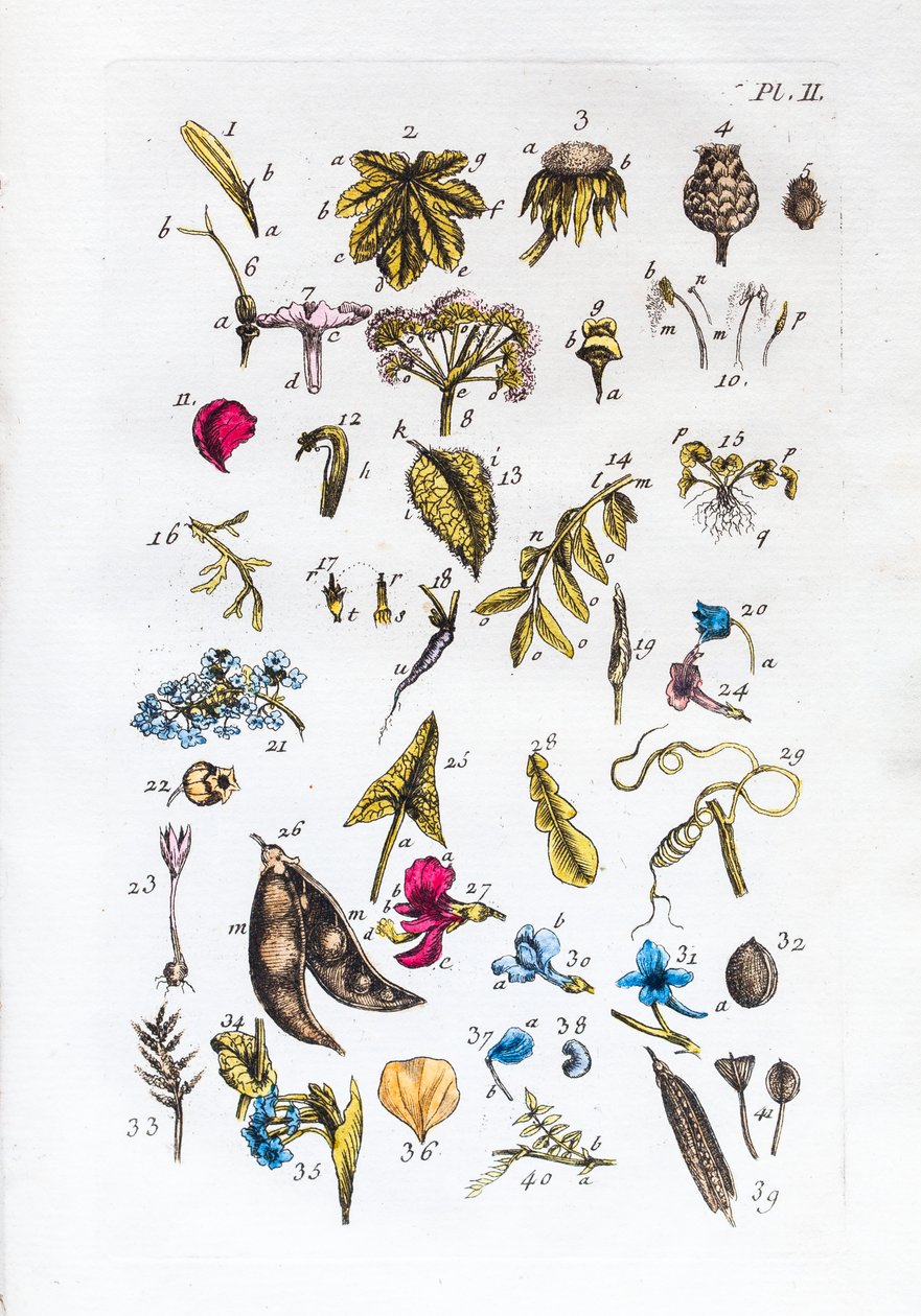 Elementartabelle der Figuren und ihrer Namen in Flora Parisiensis von Unknown artist