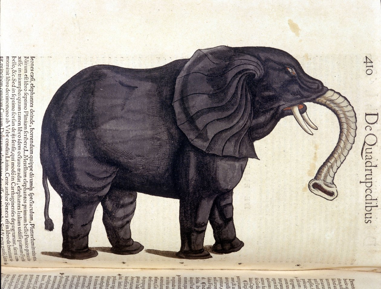 Elefant aus der Historia Animalium von Conrad Gesner, Tiguri 1560. Biblioteca nazionale Braidense, Mailand von Unknown artist