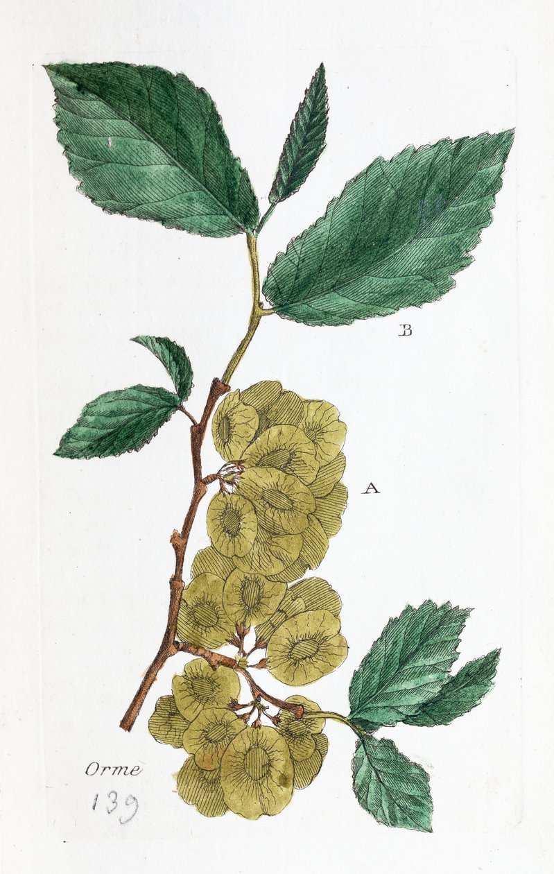 Ulme (Abalone, Kleine Ulme) von Unknown artist