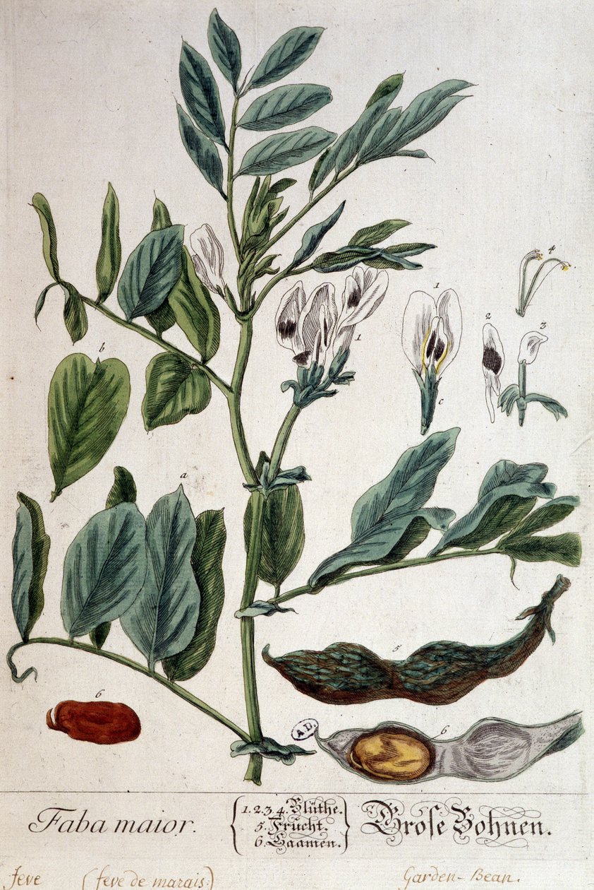 Faba Major (Sumpfbohne) - botanische Tafel von Unknown artist