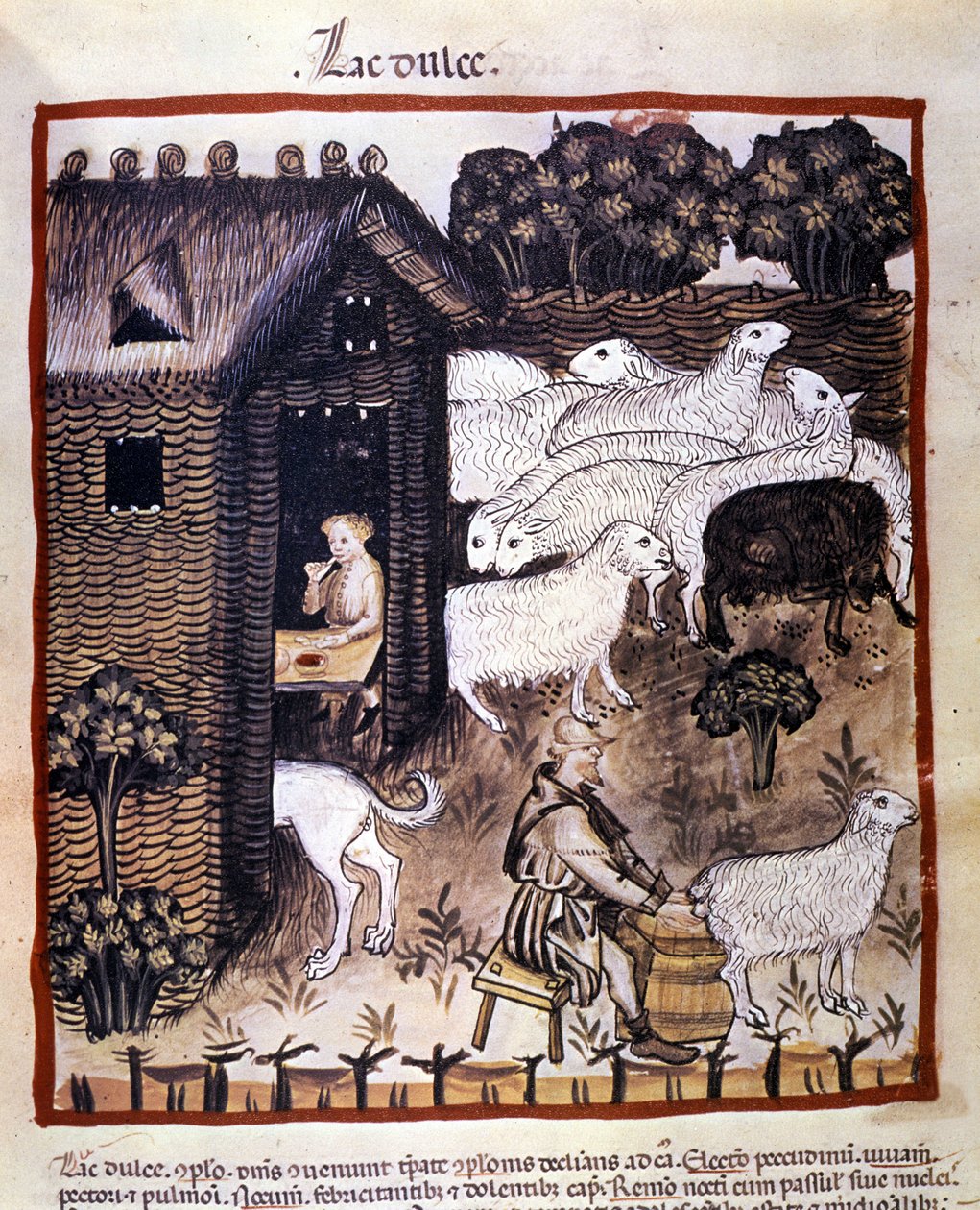 Bauernarbeit: Schafe melken zur Milch- und Käseproduktion. Illumination aus dem „Tacuinum sanitatis“ von Unknown artist