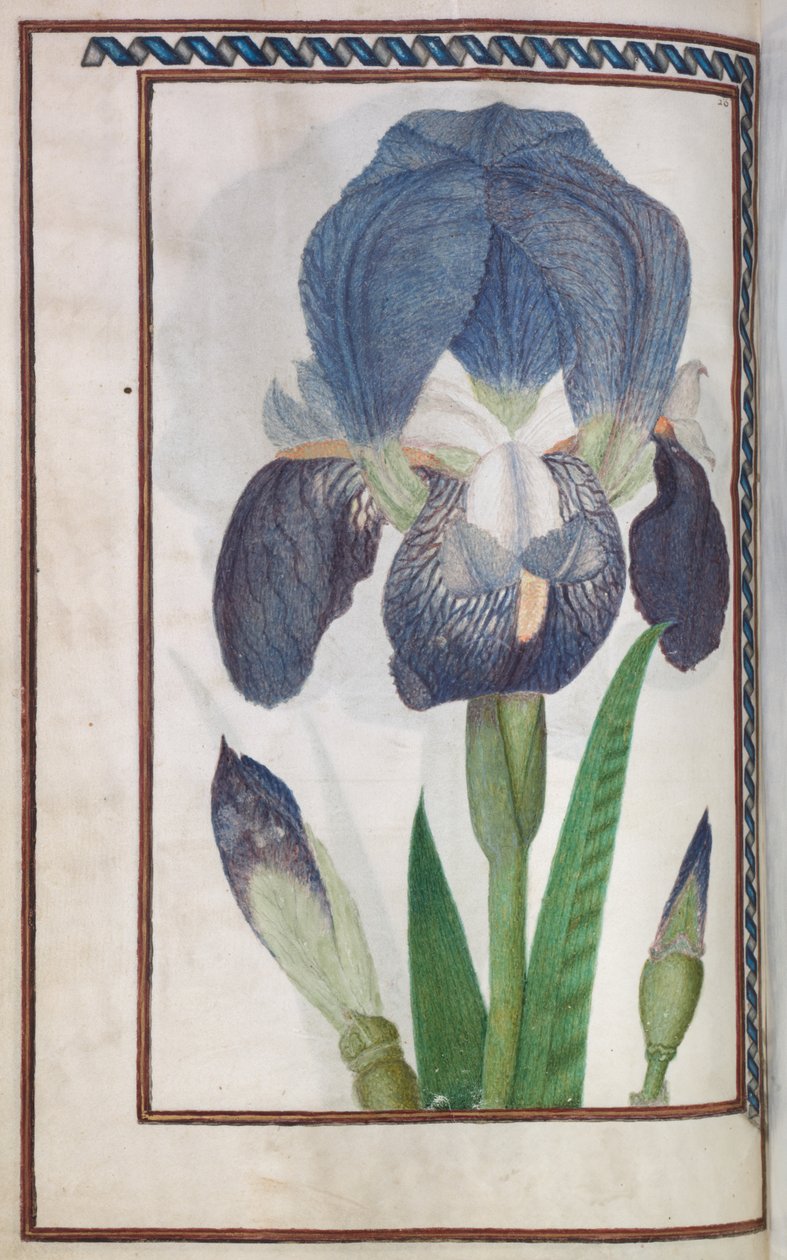 Florilegium: Blaue und weiße Iris (Seite 14 verso) von Unknown artist