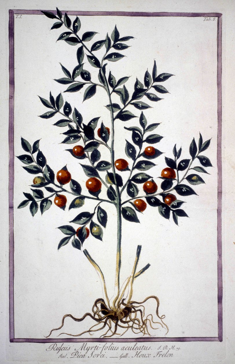 Fragon Stechpalme oder Kleine Stechpalme (Ruscus) in einem Herbarium des 19. Jahrhunderts. von Unknown artist