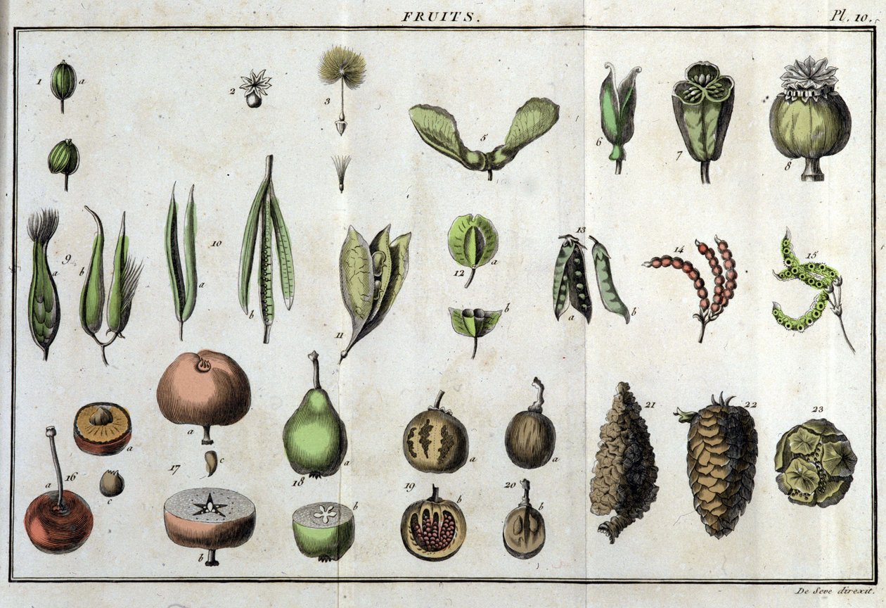 Früchte: in „Flora Françoise, oder eine kurze Beschreibung aller Pflanzen, die natürlich in Frankreich wachsen, nach einer neuen Analysemethode geordnet, der wir die Angabe ihrer eindeutigsten Tugenden in der Medizin und ihrer Nützlichkeit in der Kunst bei von Unknown artist