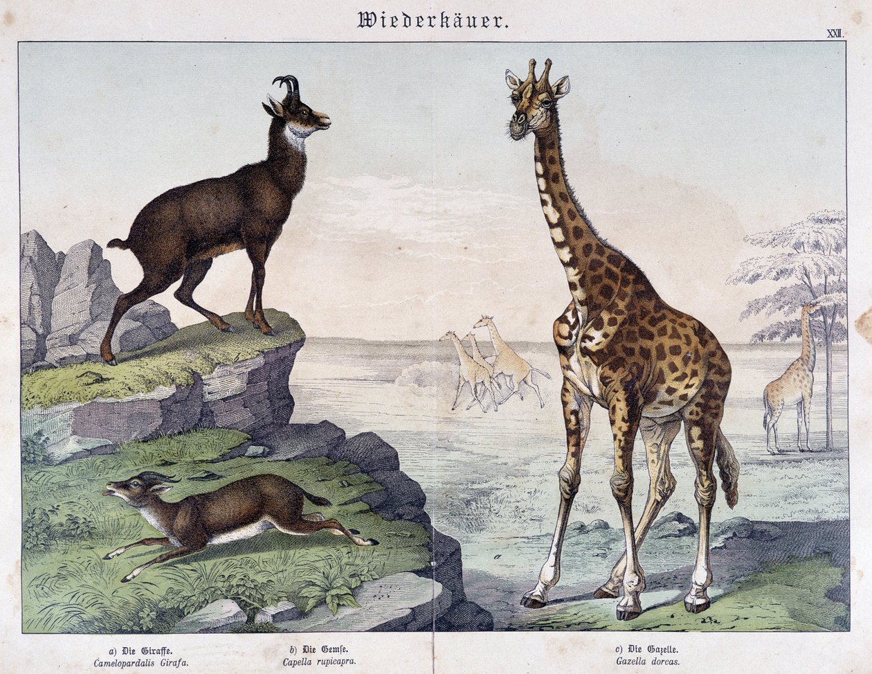 Giraffe, Gämse und Gazelle - in "Naturgeschichte der Säugetiere", ed. Schreiber von Unknown artist