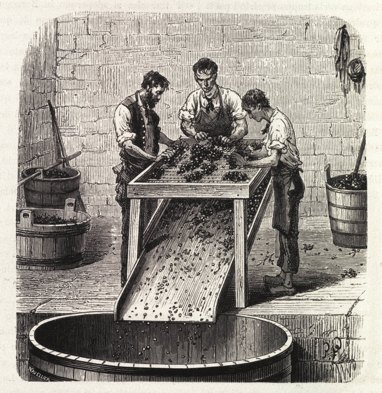 Sortieren der Trauben auf einem Gitter während des Prozesses der Herstellung von Qualitätswein aus Burgund. Gravur aus dem späten 19. Jahrhundert von Unknown artist