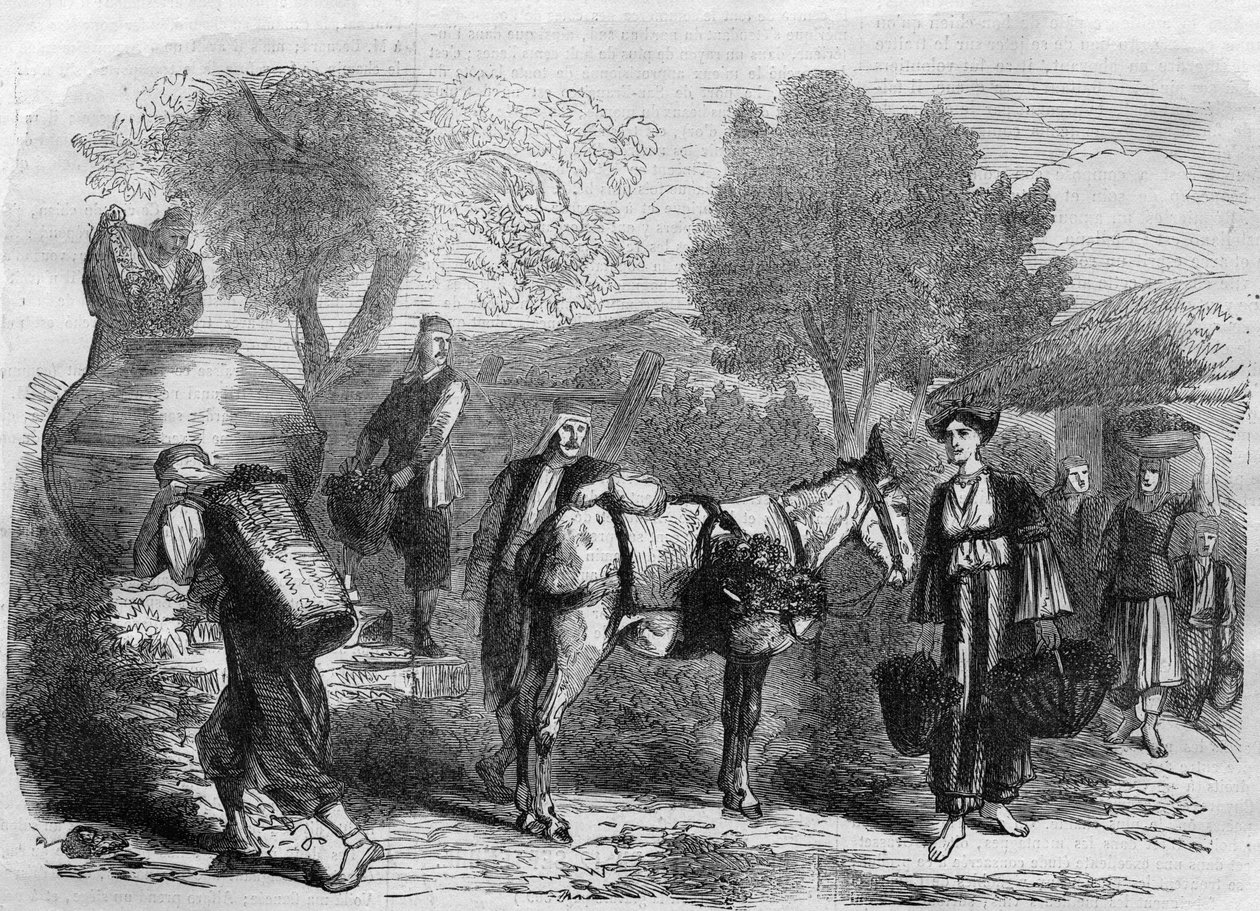 Traubenernte auf Zypern - Gravur aus „Le Journal Illustré“ von Unknown artist
