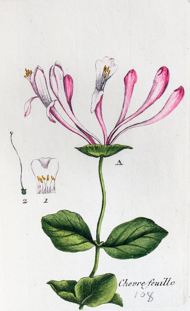 Geißblatt von Unknown artist