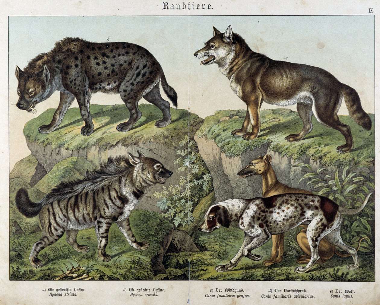 Hyänen und Hunde - in „Histoires naturelles des mammals“, ed. Schreiber von Unknown artist