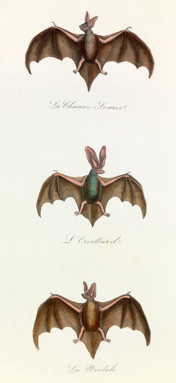 Illustration aus dem Buch "Gesammelte Werke von Buffon": Die Vierfüßler: Fledermaus (Gravur) von Unknown artist