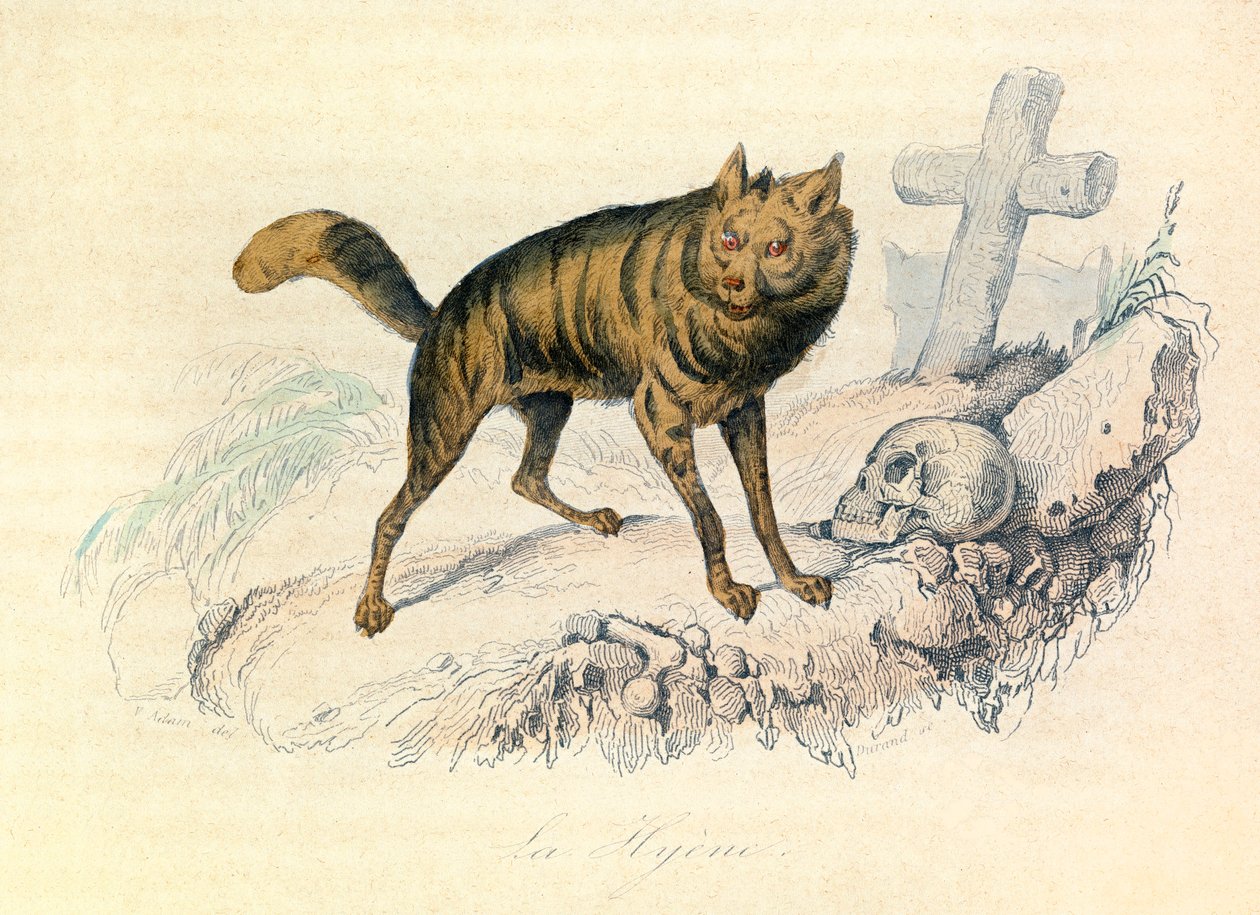 Illustration aus dem Buch "Gesammelte Werke von Buffon": Die Vierfüßler: Die Hyäne (Gravur) von Unknown artist