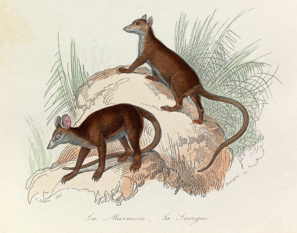 Illustration aus dem Buch "Gesammelte Werke von Buffon": Die Vierfüßler: Das Murmeltier und der Beutelratte (Gravur) von Unknown artist