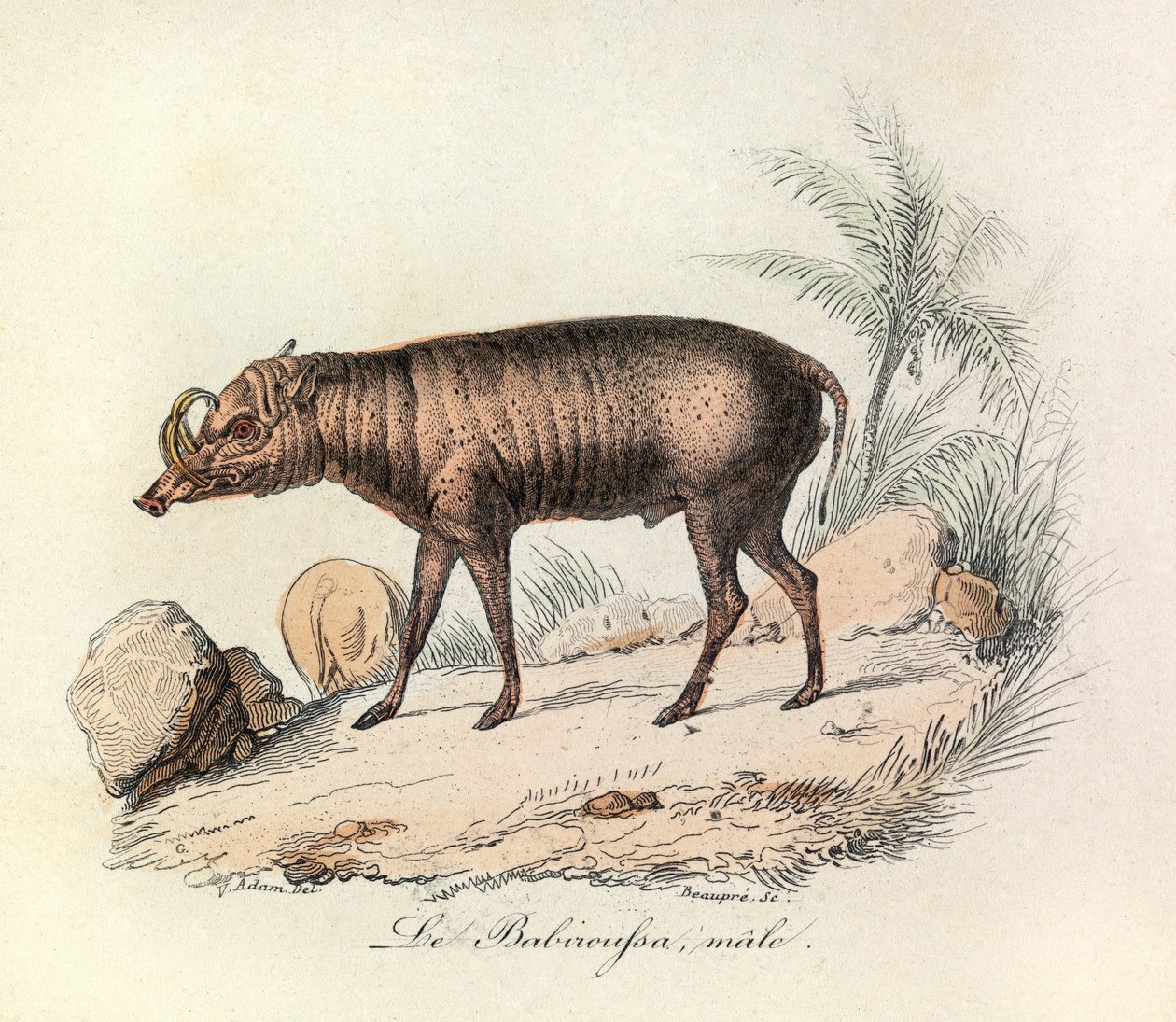 Illustration aus dem Buch "Gesammelte Werke von Buffon": Die Vierfüßler: Der männliche Babirussa (Gravur) von Unknown artist