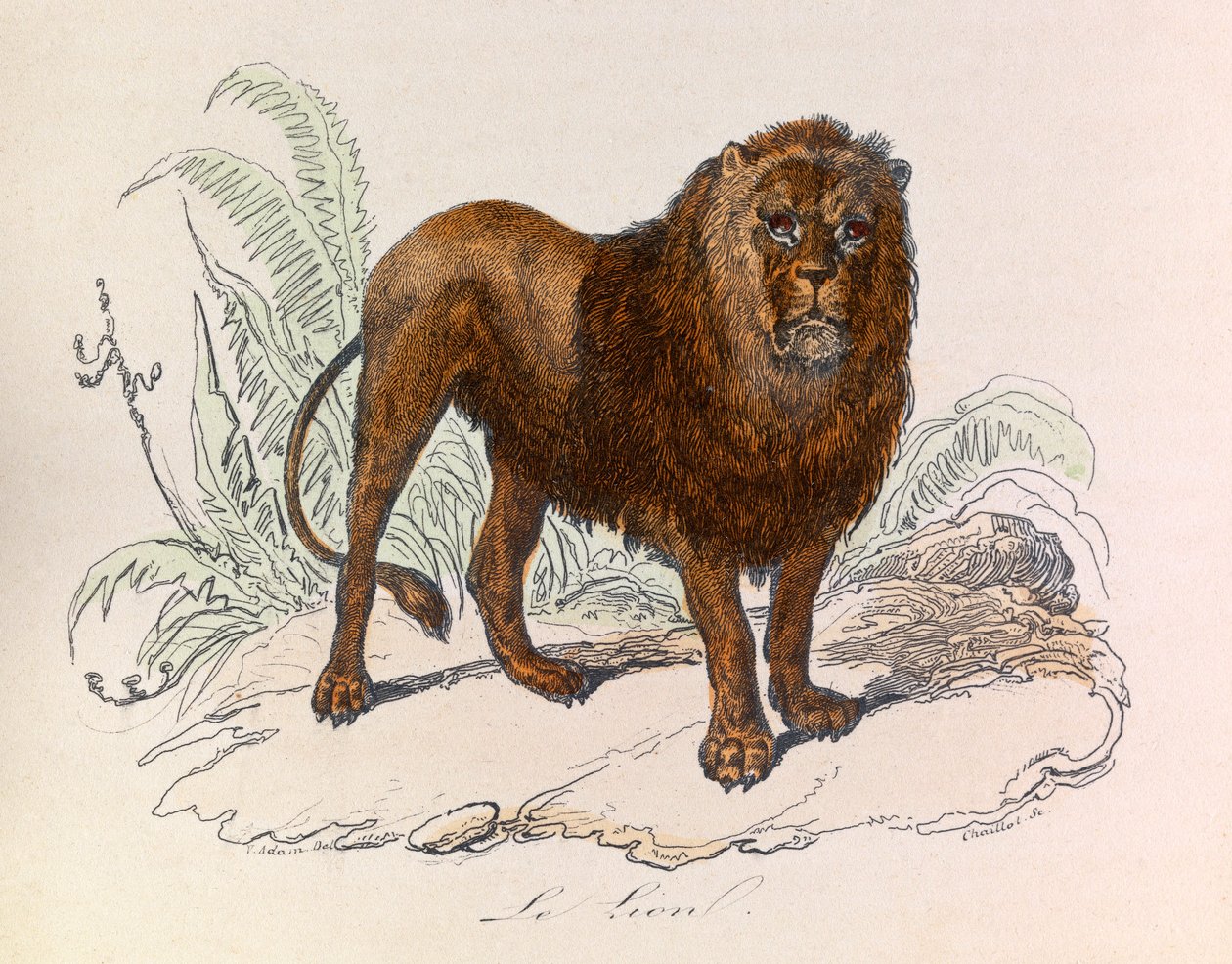 Illustration aus dem Buch "Gesammelte Werke von Buffon": Die Vierfüßler: Der Löwe (Gravur) von Unknown artist