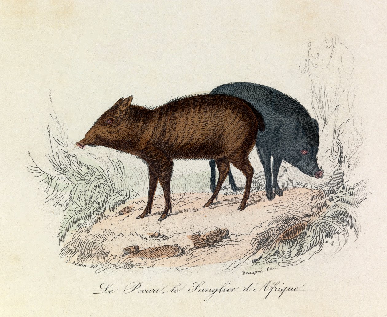 Illustration aus dem Buch "Gesammelte Werke von Buffon": Die Vierfüßler: Der Pekari und das Afrikanische Wildschwein von Unknown artist