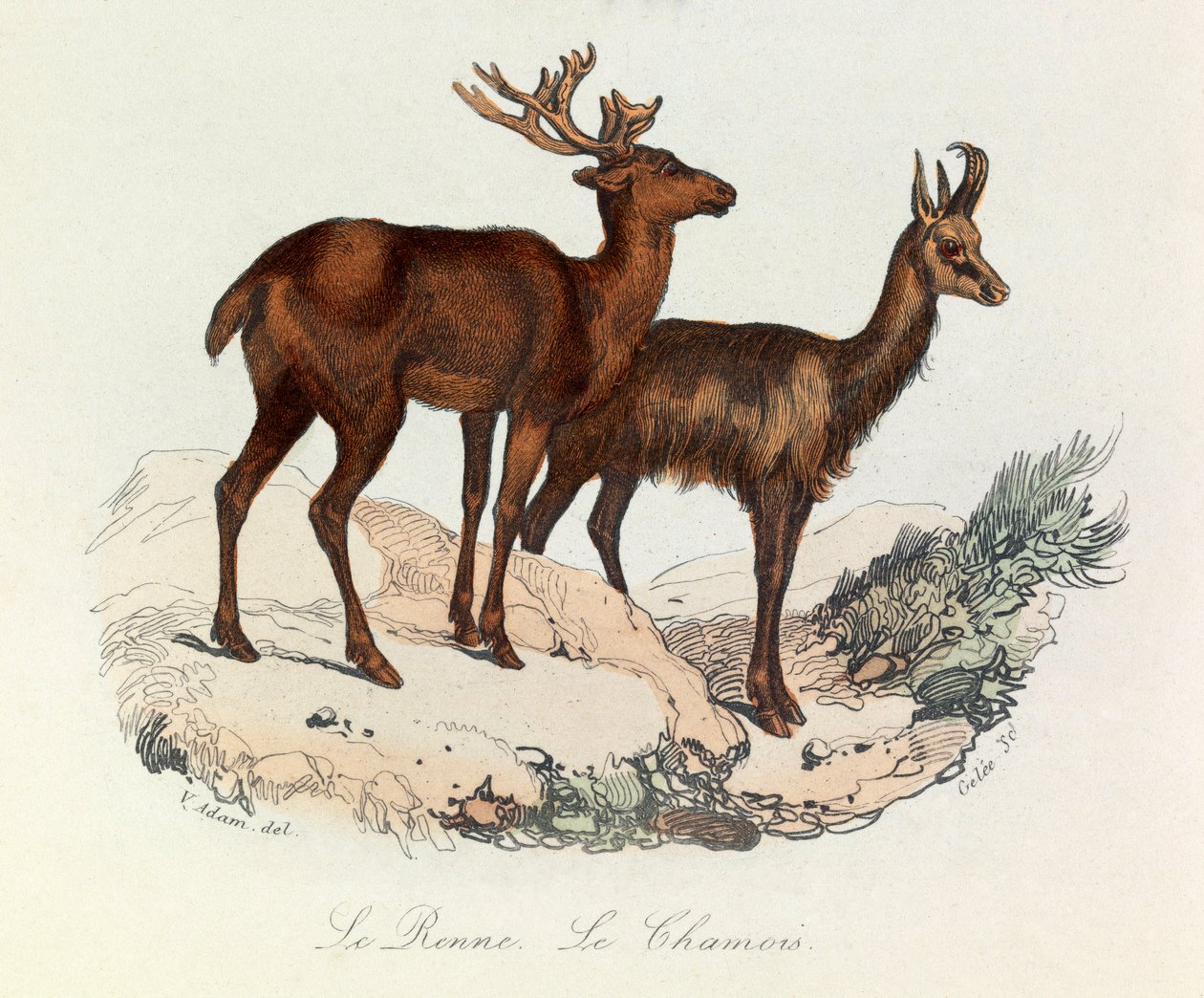 Illustration aus dem Buch "Gesammelte Werke von Buffon": Die Vierfüßler: Das Rentier und die Gämse (Gravur) von Unknown artist