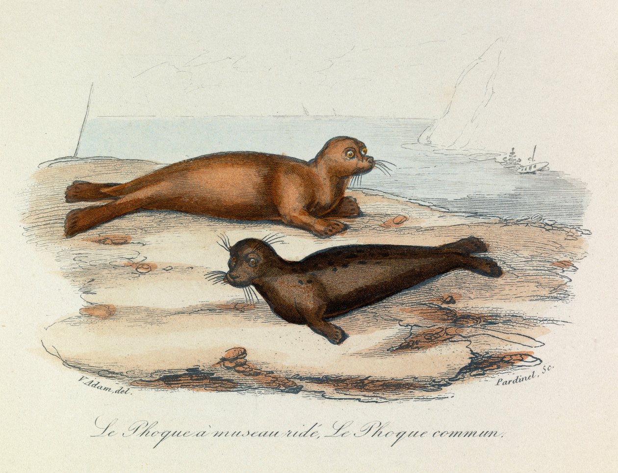 Illustration aus dem Buch "Gesammelte Werke von Buffon": Die Vierfüßler: Die Robbe mit Schnauzenfalte und die Robbe (Gravur) von Unknown artist