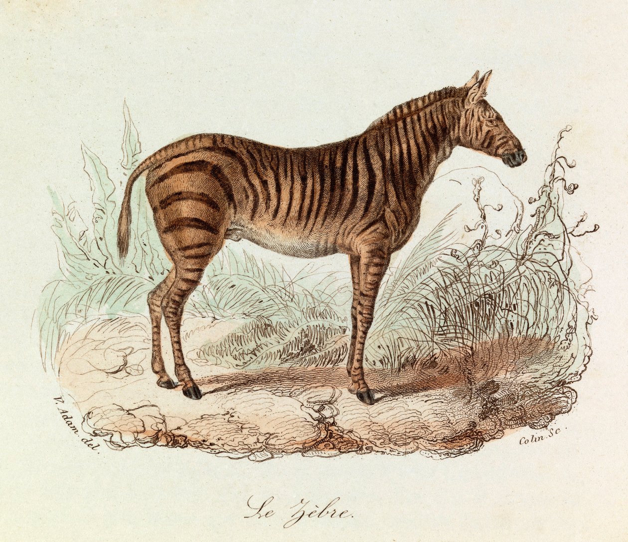 Illustration aus dem Buch "Gesammelte Werke von Buffon": Les Quadrupedes: Das Zebra (Gravur) von Unknown artist